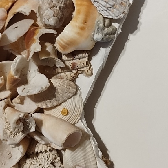 10 Inch Shell Star - Picture 9 of 13